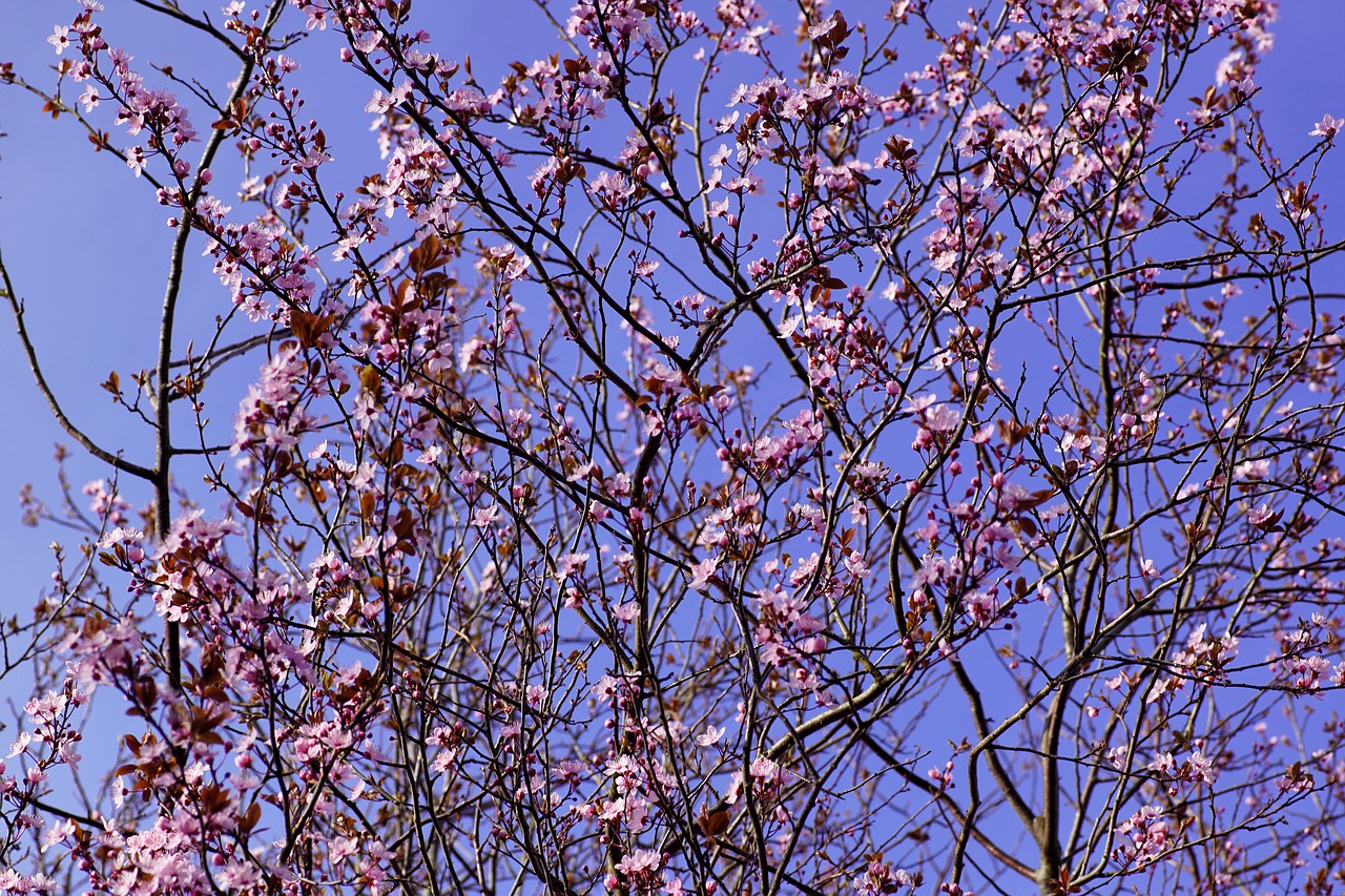 cherry blossom  cherry blossom tree  tree free photo