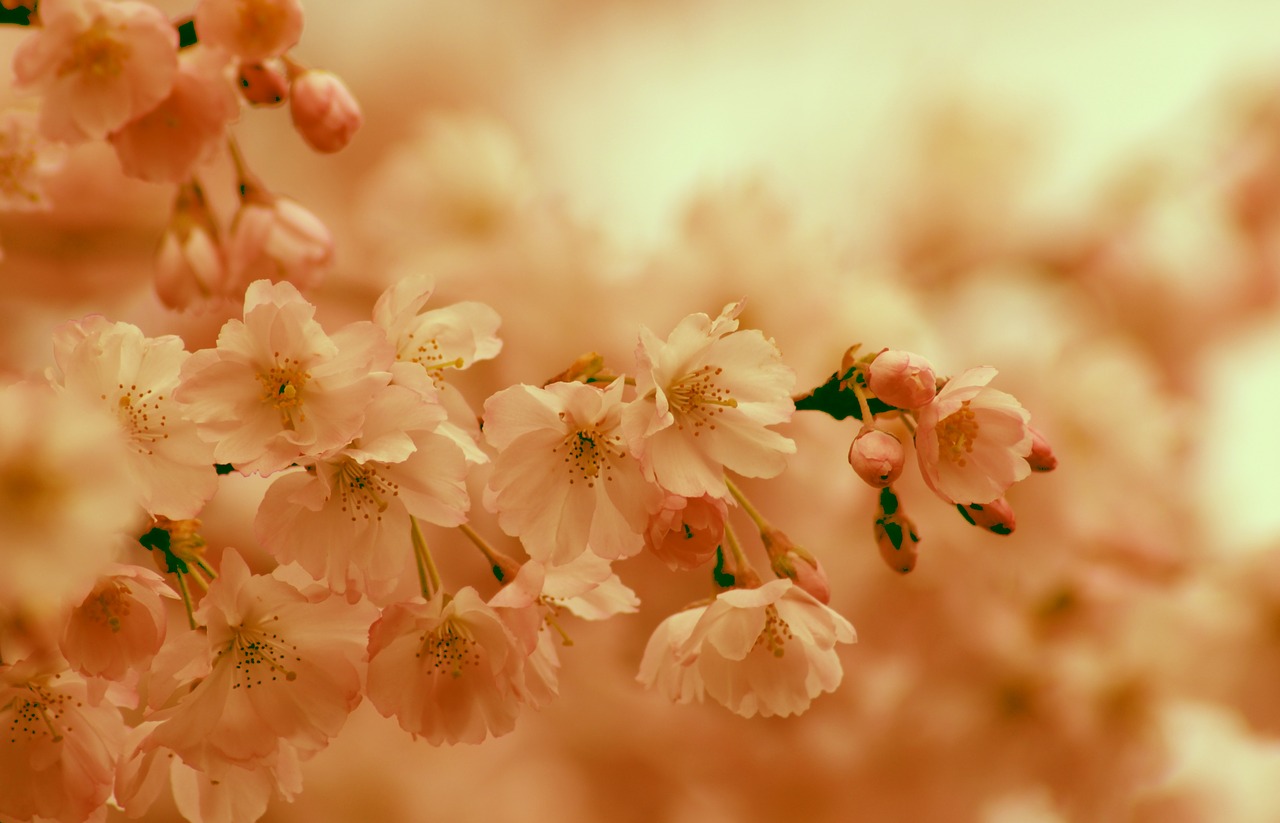 cherry blossom  spring  bloom free photo