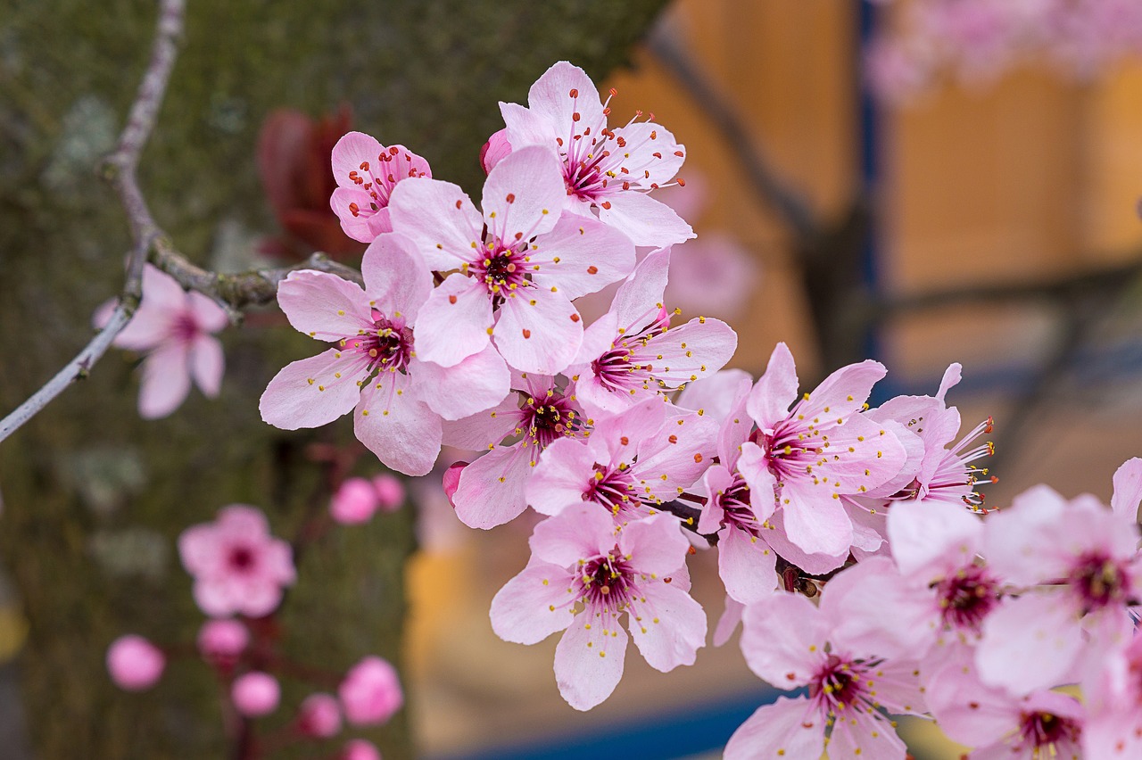 cherry blossom  red  spring free photo