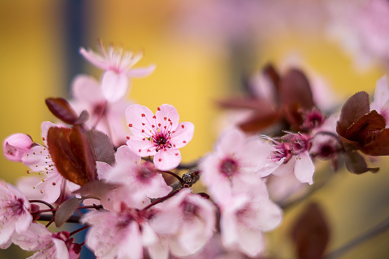 cherry blossom  pink  spring free photo