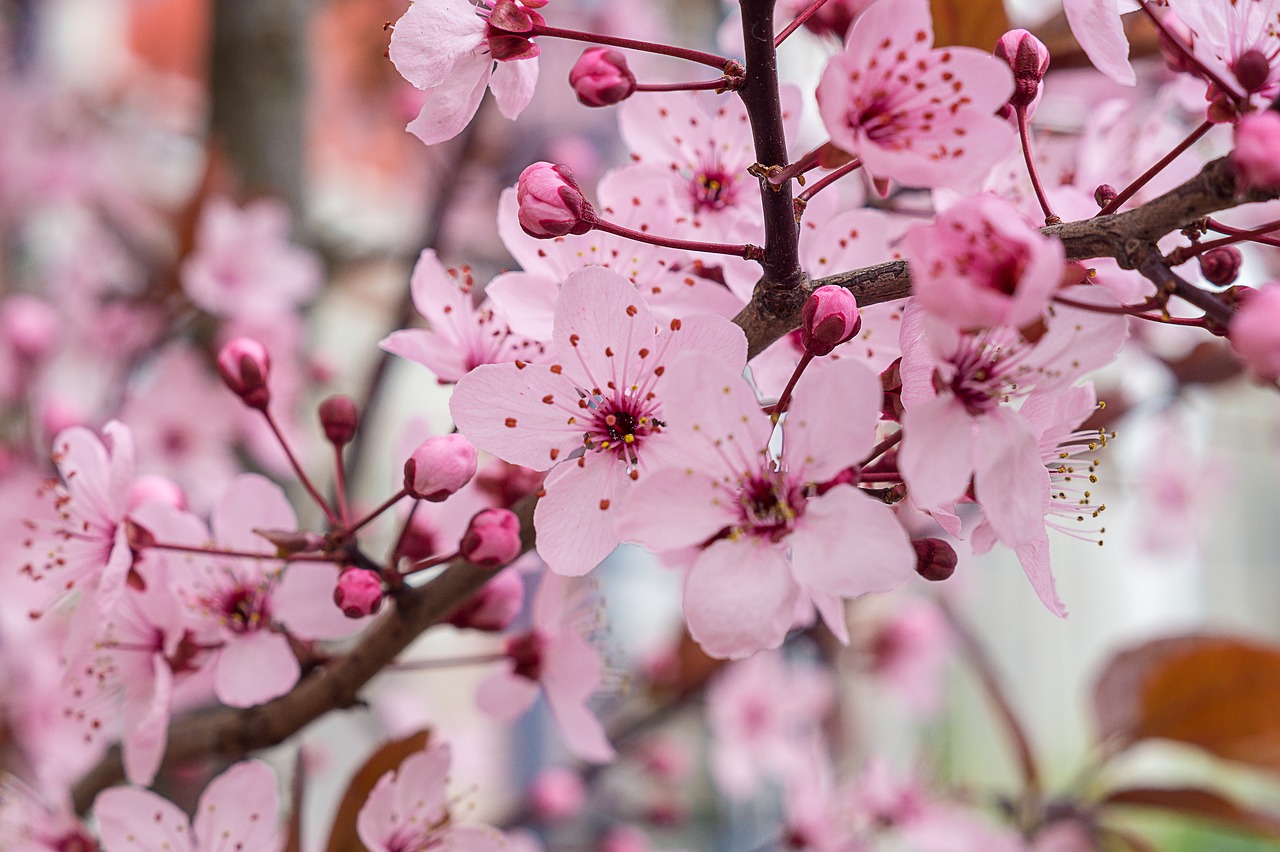 cherry blossom  pink  spring free photo