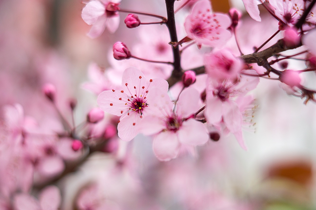 cherry blossom  pink  spring free photo