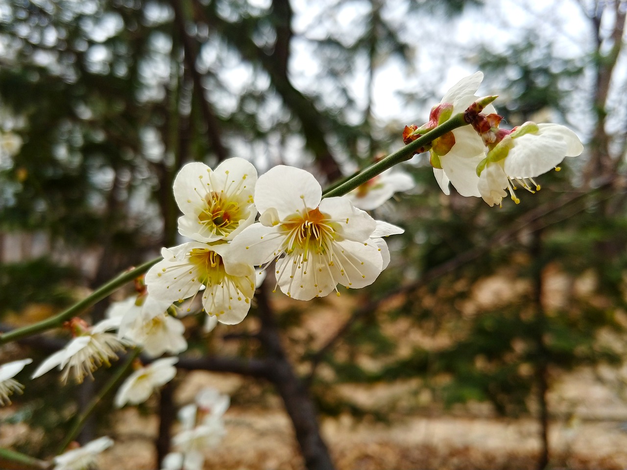 cherry blossom  sakura  spring flowers free photo
