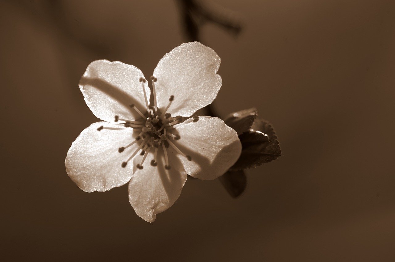 cherry blossom  blossom  bloom free photo