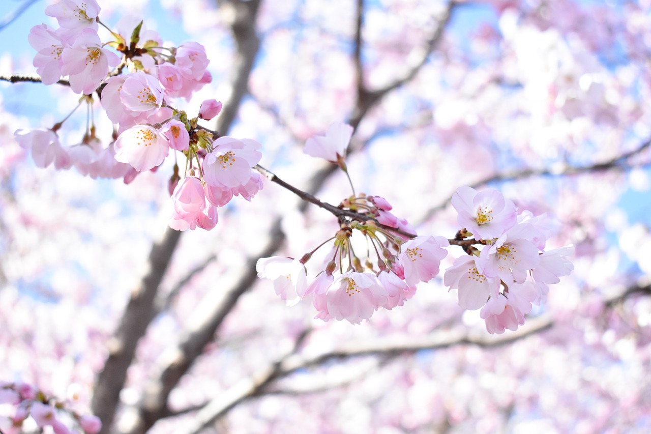 cherry blossom  pink  light free photo