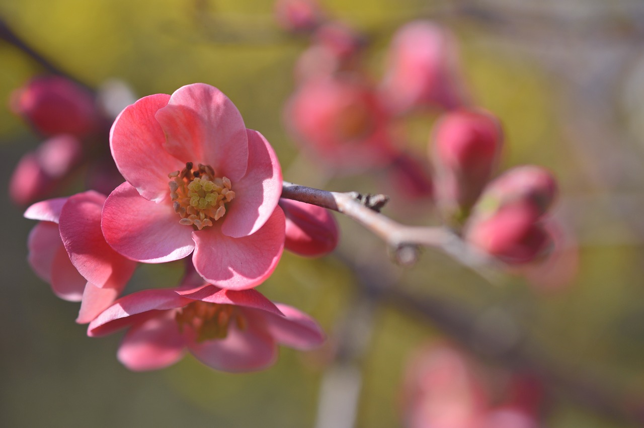 cherry blossom  ornamental cherry  blossom free photo