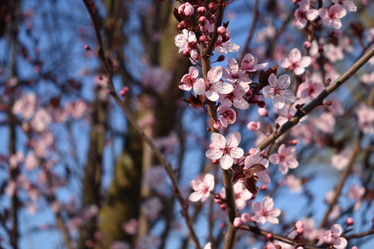 cherry blossom  spring  branch free photo