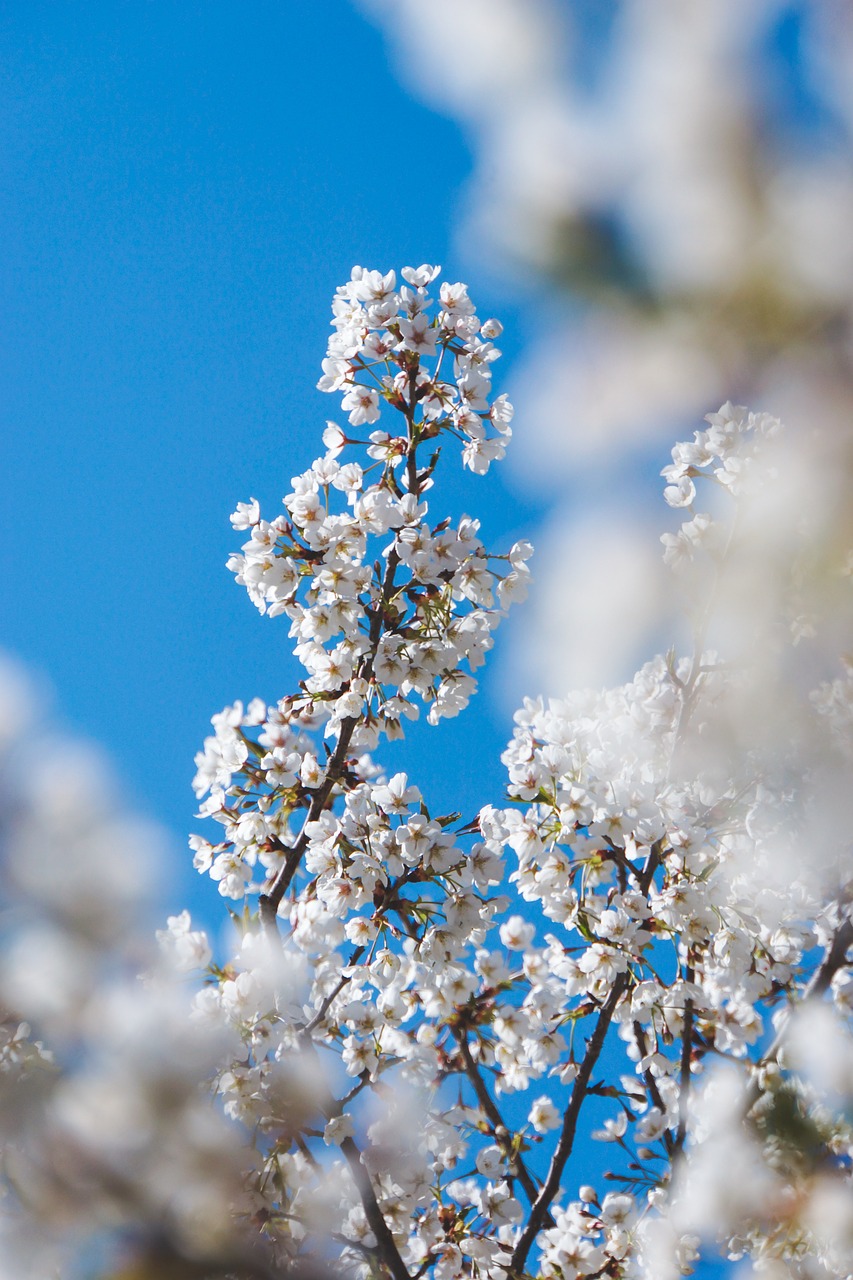 cherry blossom  flower  spring equinox free photo