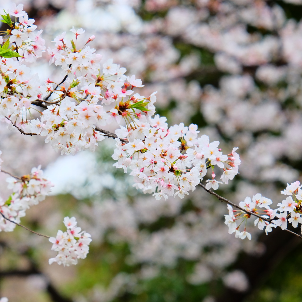 cherry blossom  blooming  trees free photo