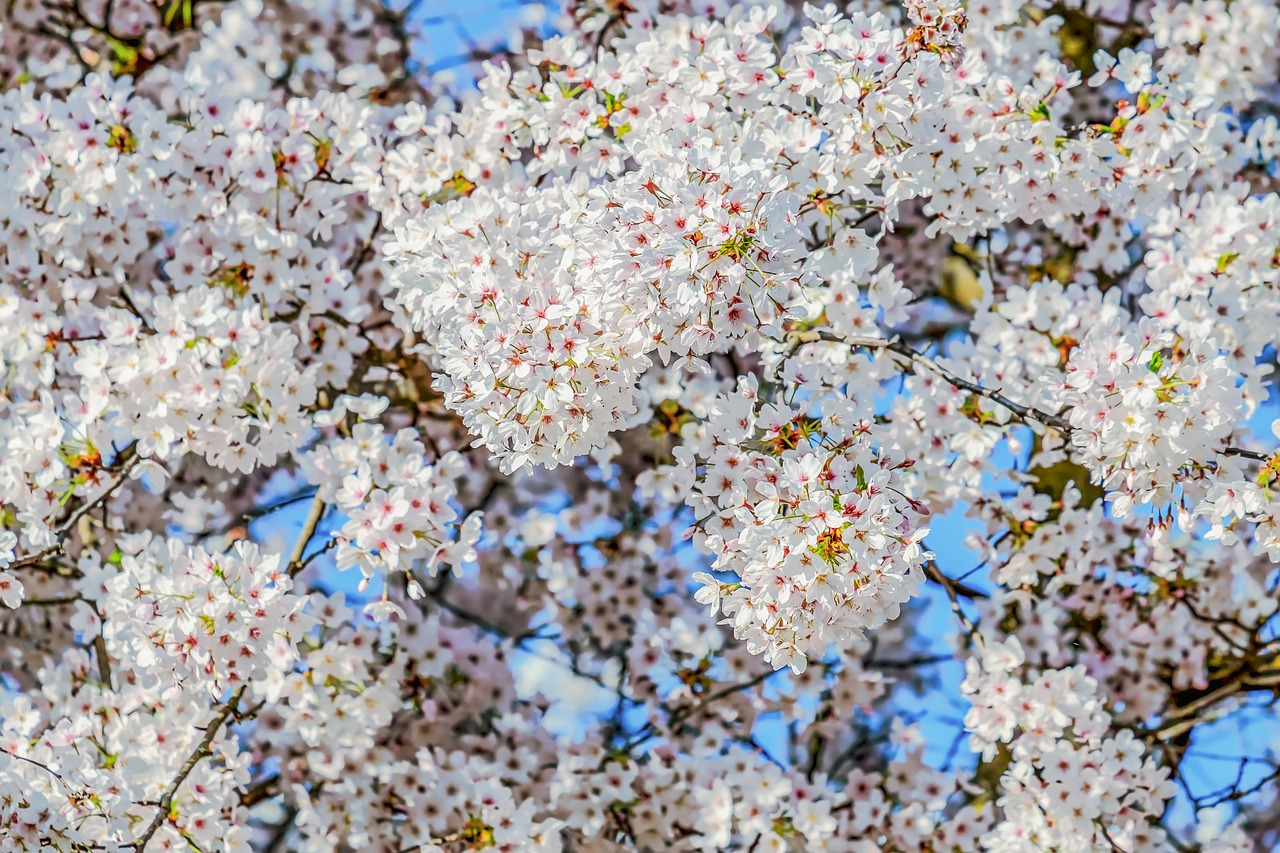 cherry blossom  tree  spring free photo