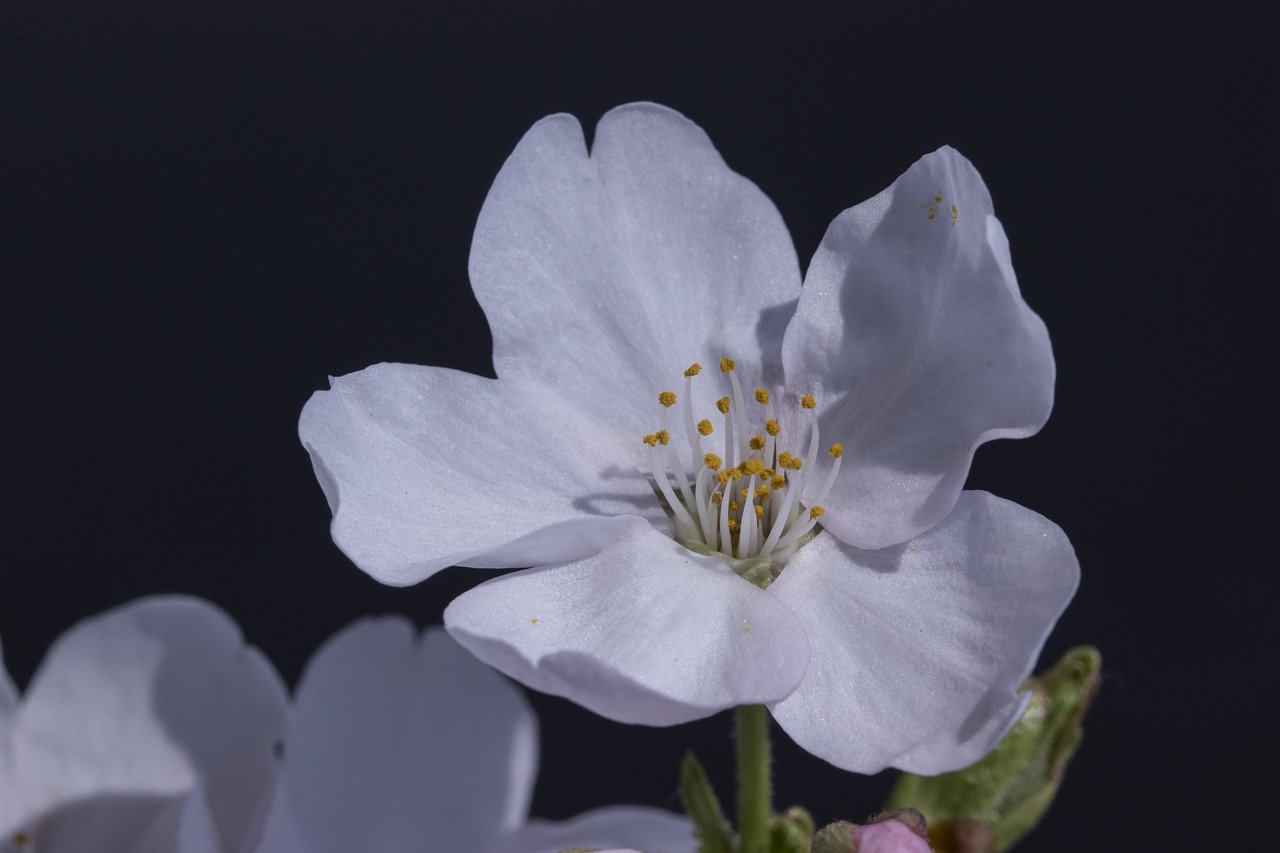 cherry blossom  spring  nature free photo