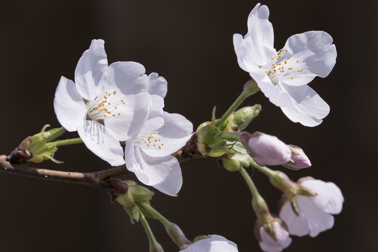 cherry blossom  spring  nature free photo