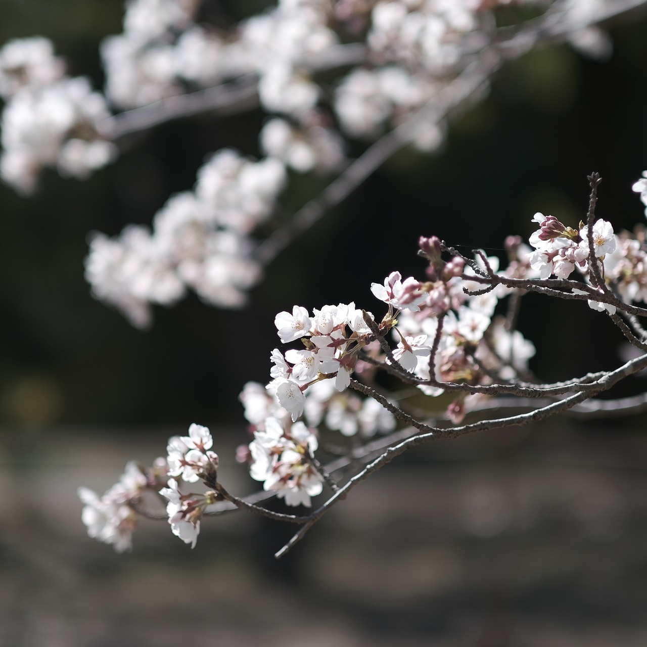 cherry blossom  flower  branch free photo