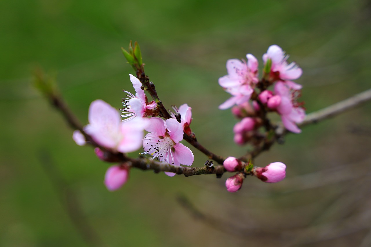 cherry blossom  nature  plant free photo