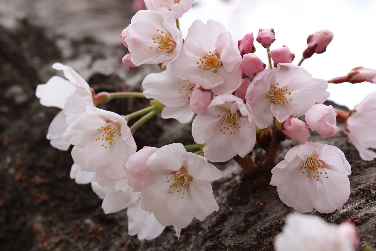 cherry blossom  spring  flowers free photo