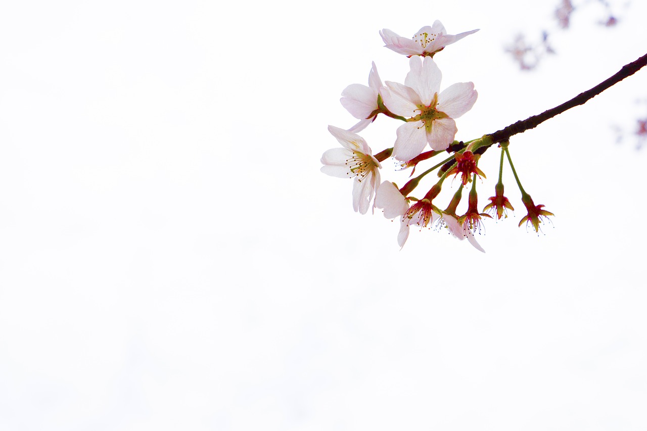 cherry blossom  yuantouzhu  wuxi free photo