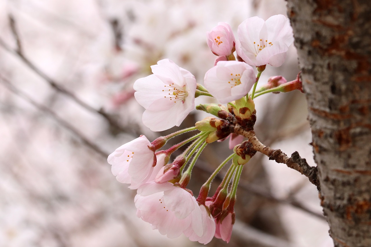 cherry blossom  spring  flowers free photo