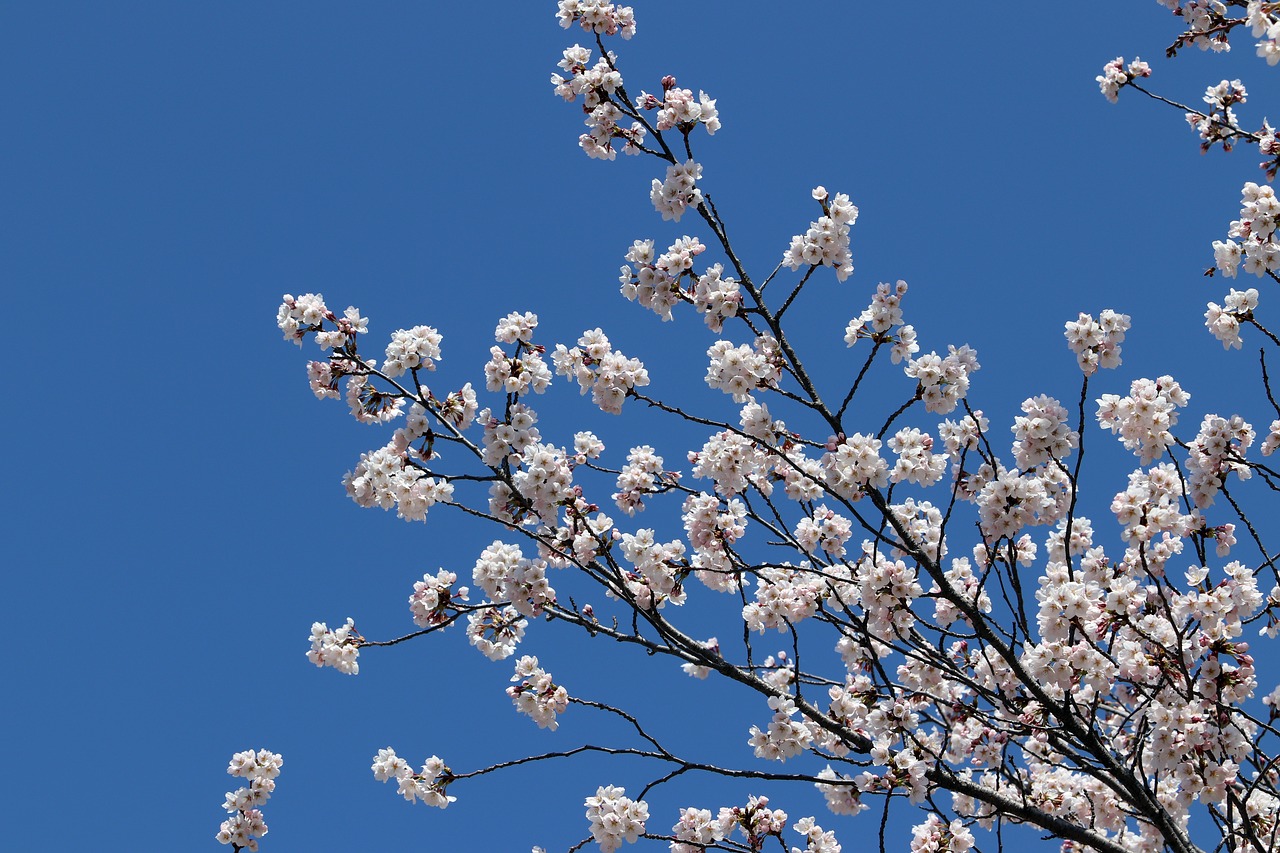 cherry blossom  spring  flowers free photo