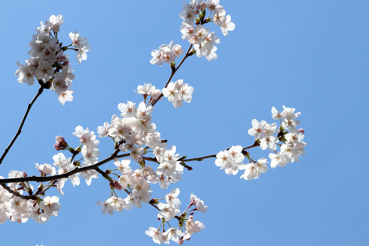 cherry blossom  spring  flowers free photo