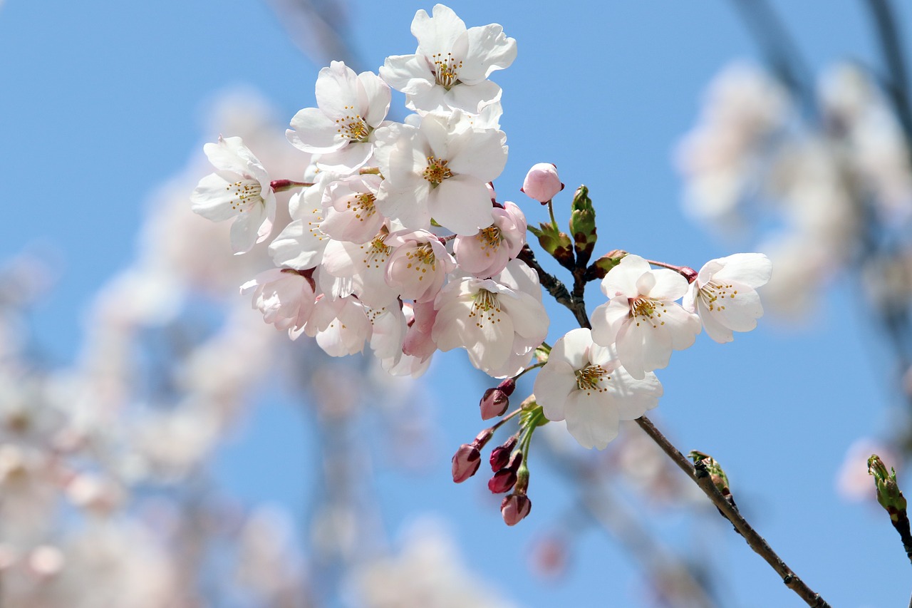 cherry blossom  spring  flowers free photo