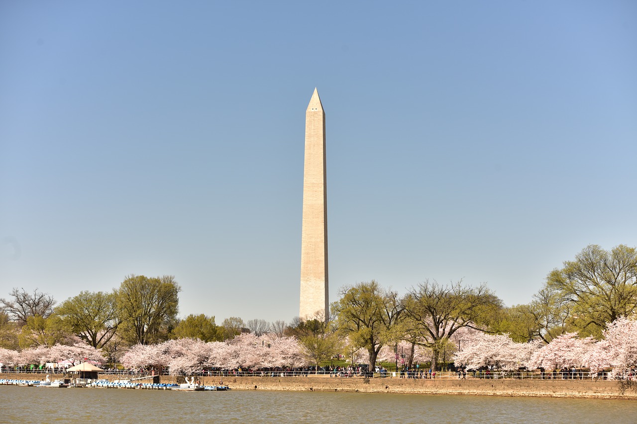 cherry blossom  washington dc  spring free photo