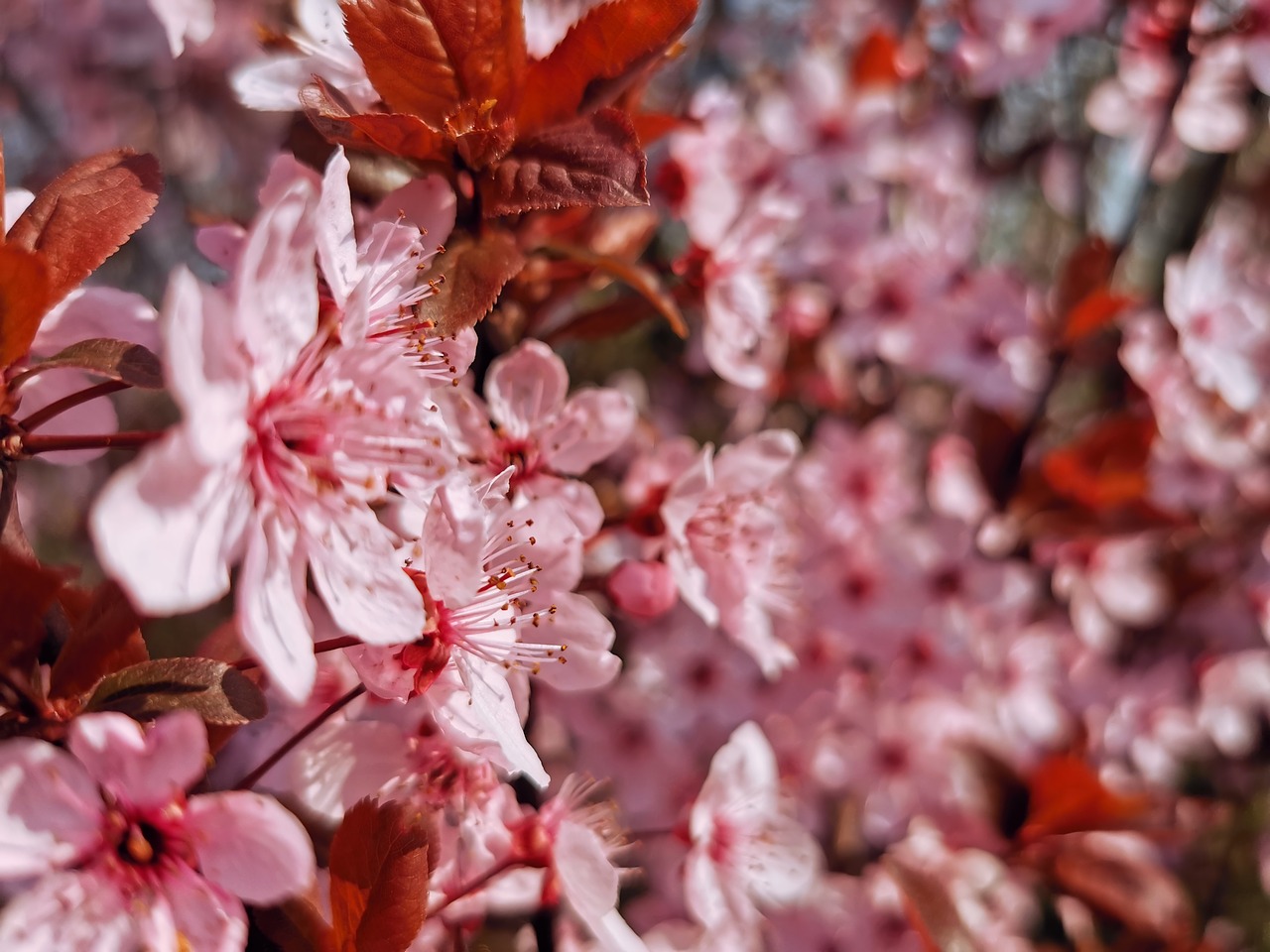 cherry blossom  japan  tree free photo