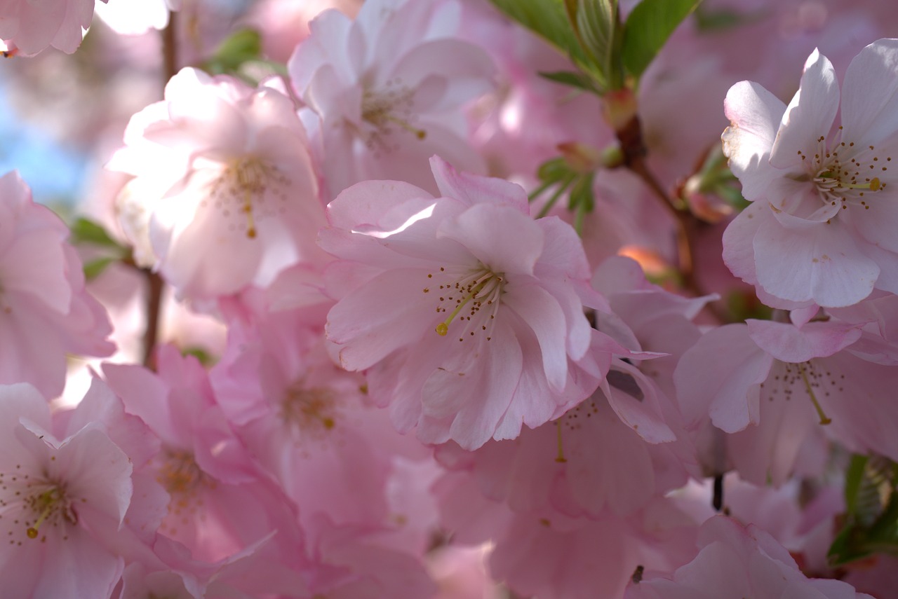 cherry blossom  spring  cherry free photo