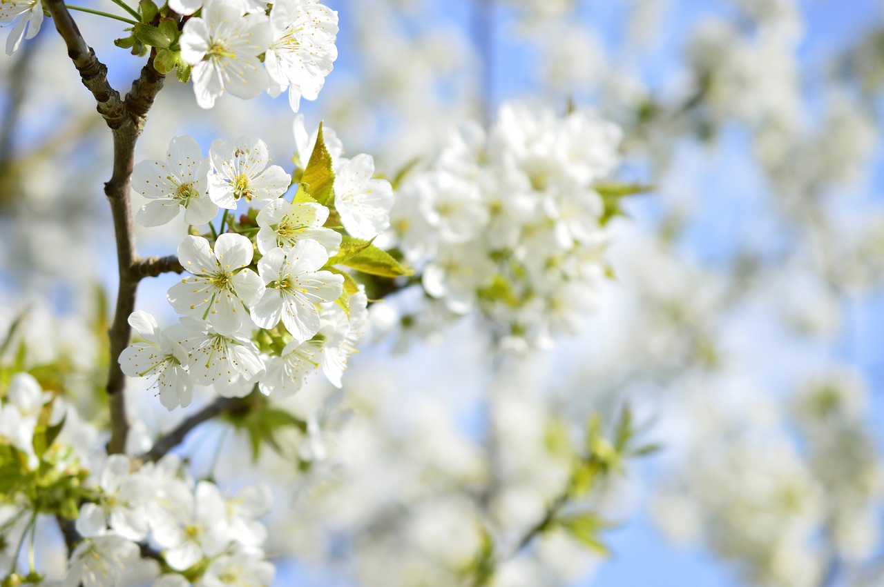 cherry blossom  blossom  bloom free photo