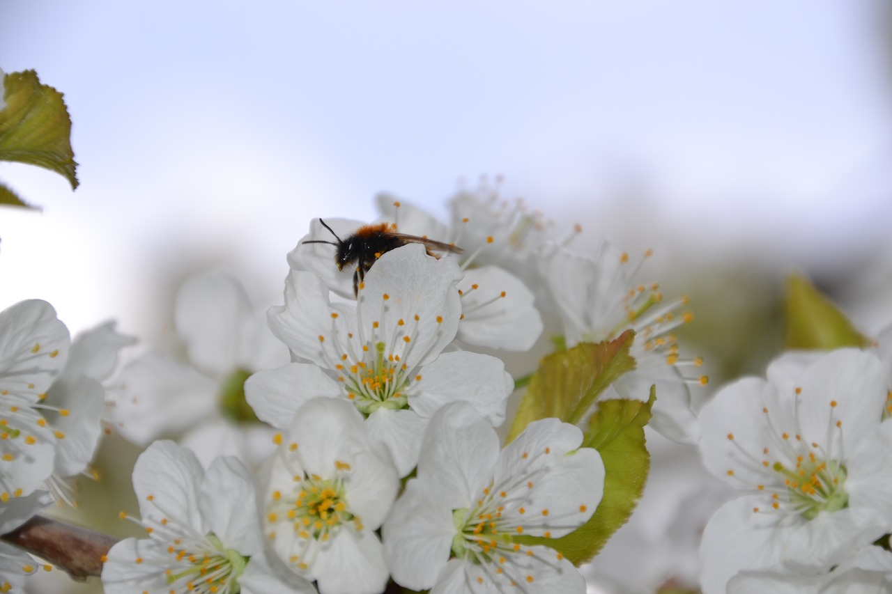 cherry blossom  tree  spring free photo