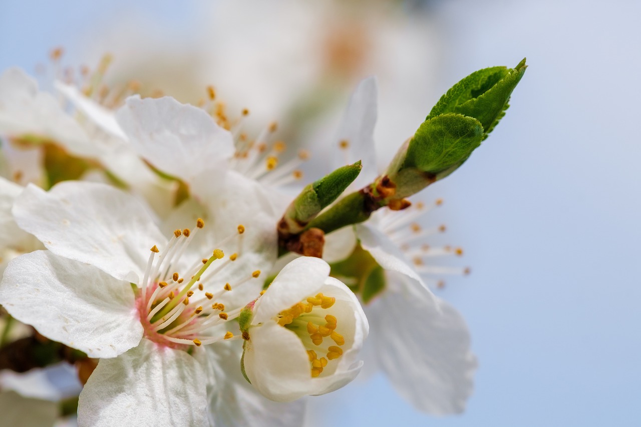 cherry blossom  blossom  bloom free photo