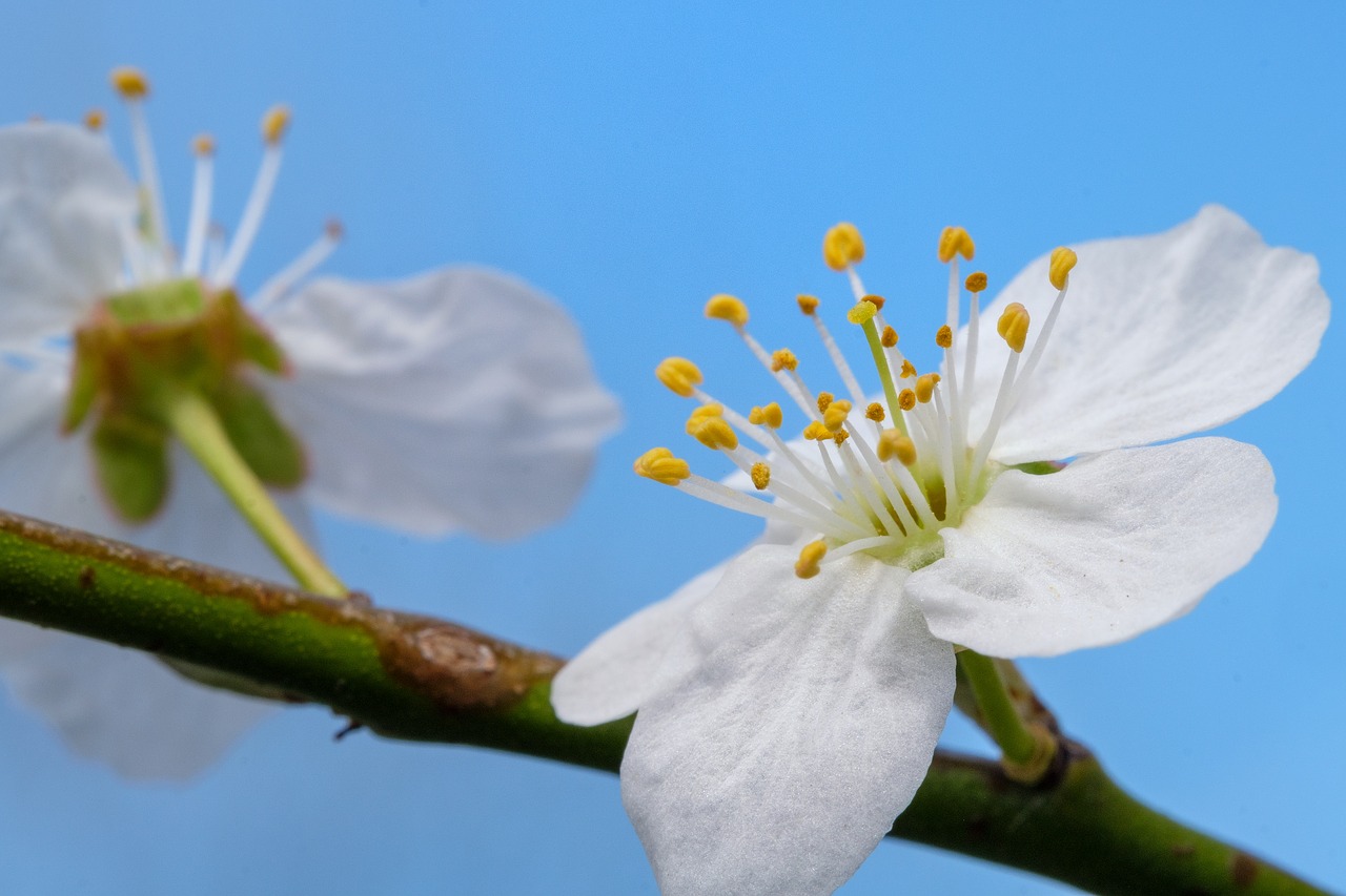 cherry blossom  blossom  bloom free photo