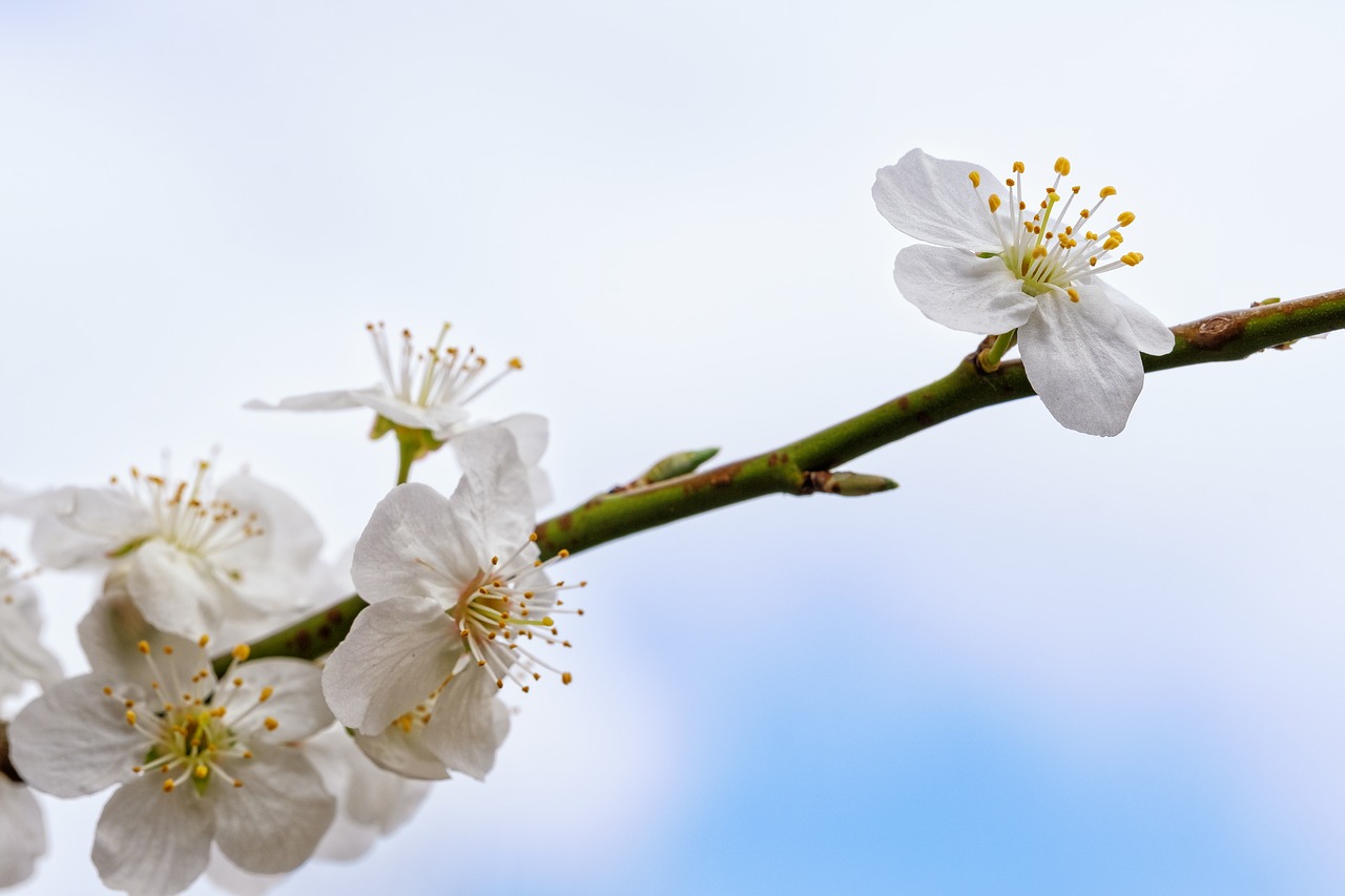 cherry blossom  blossom  bloom free photo