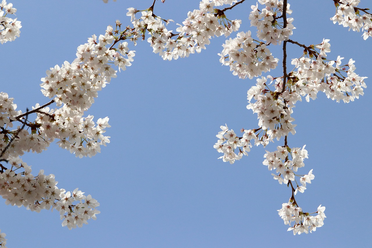 cherry blossom  spring  flowers free photo