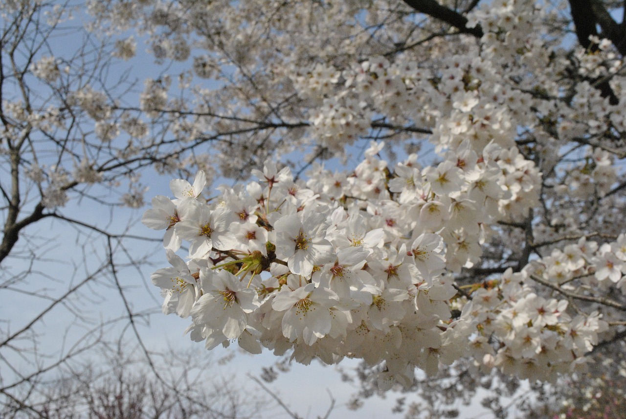 cherry blossom  pink  sky free photo