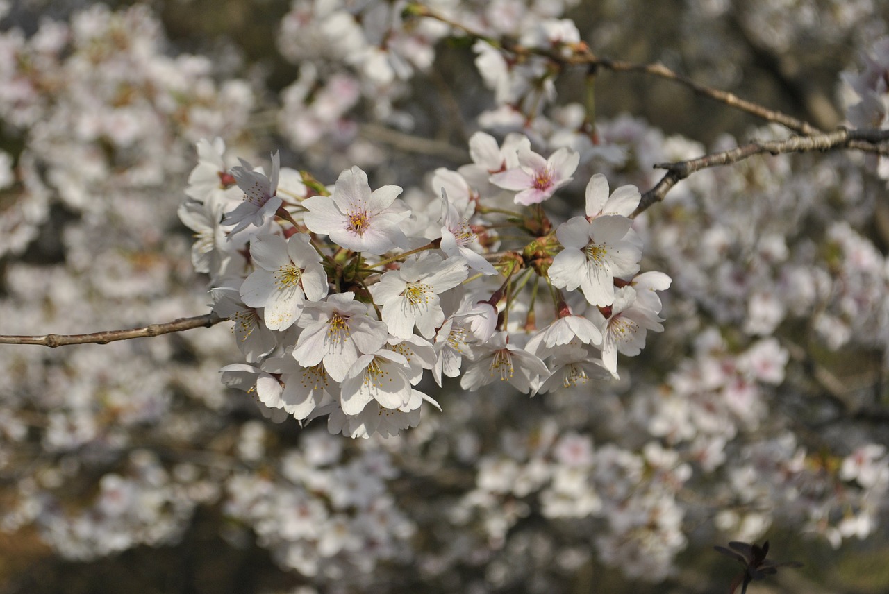 cherry blossom  pink  sky free photo