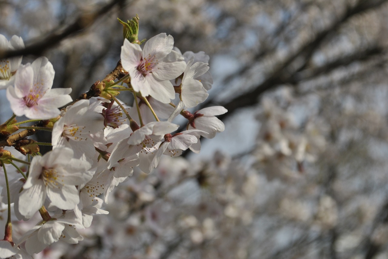 cherry blossom  pink  sky free photo