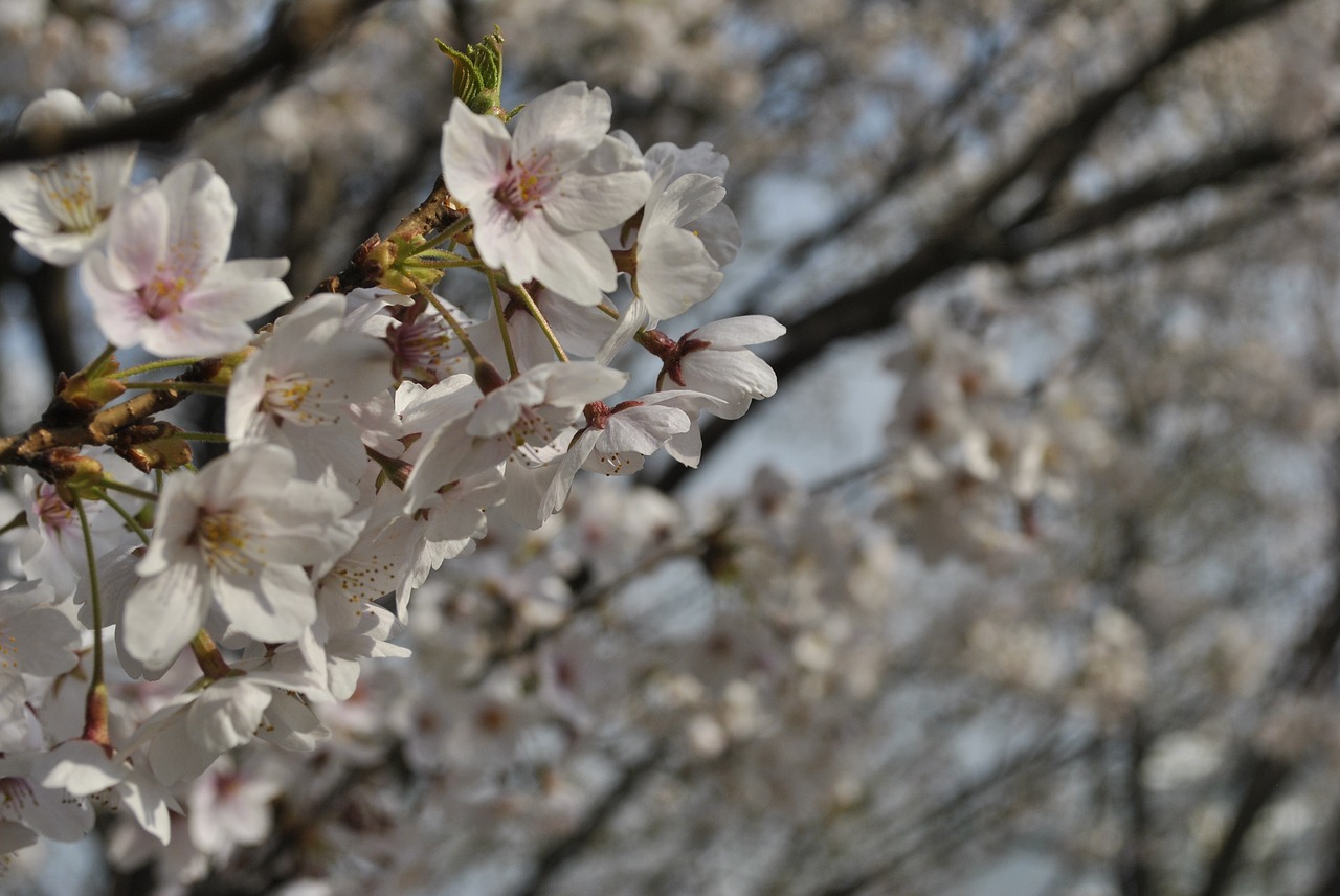 cherry blossom  pink  sky free photo