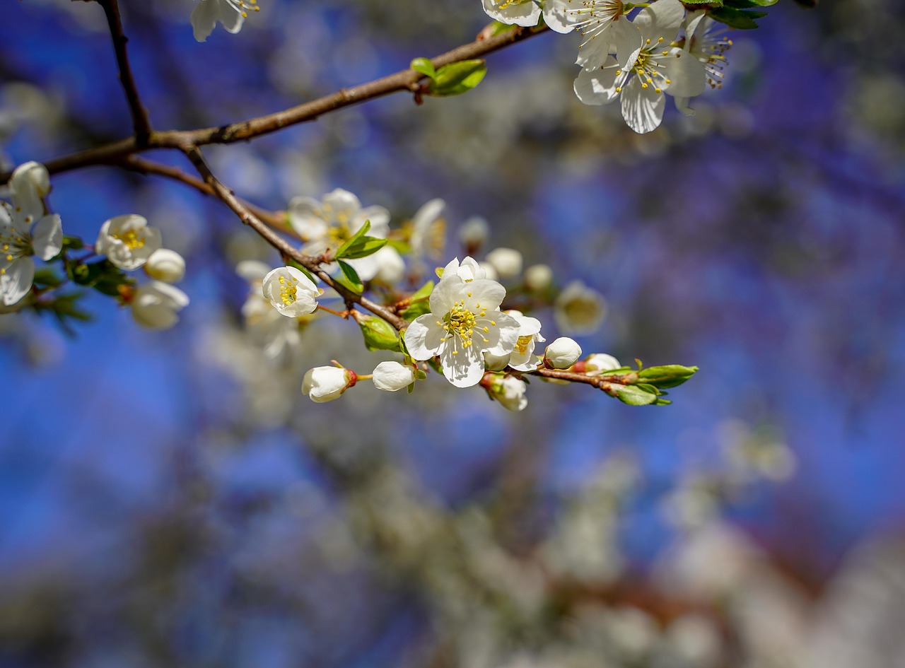 cherry blossom  bloom  white free photo