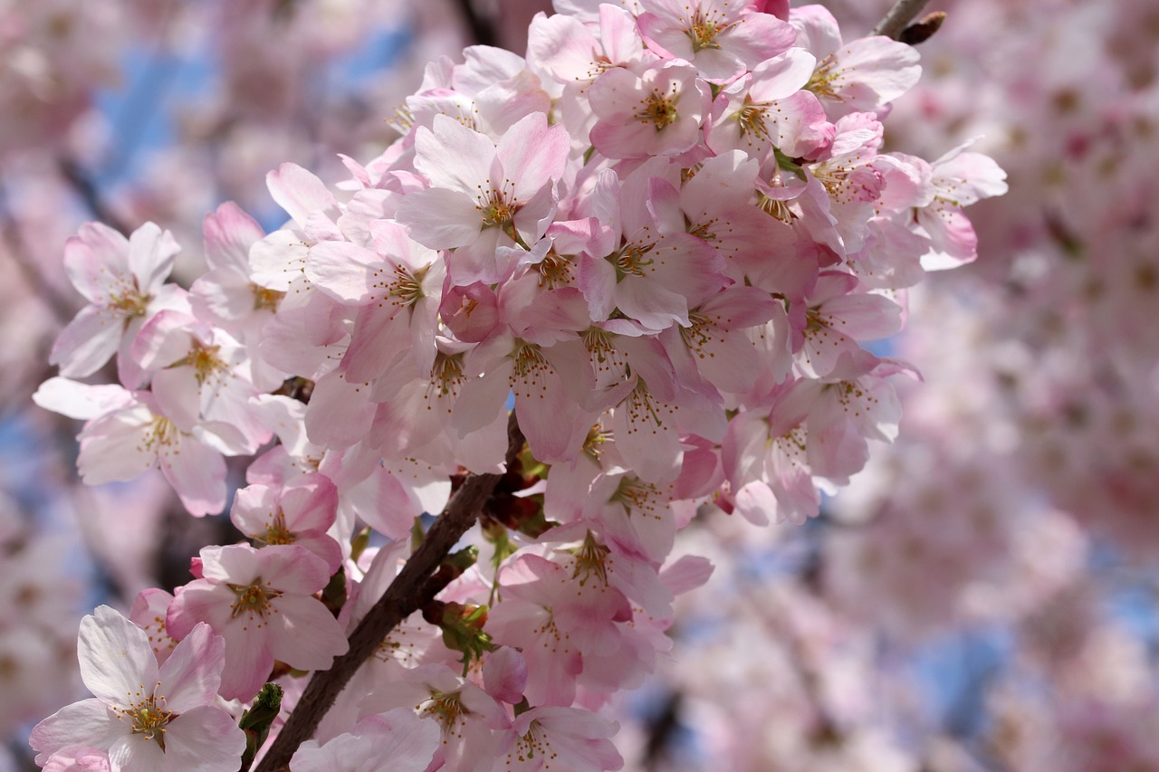 cherry blossom  cherry tree  spring free photo