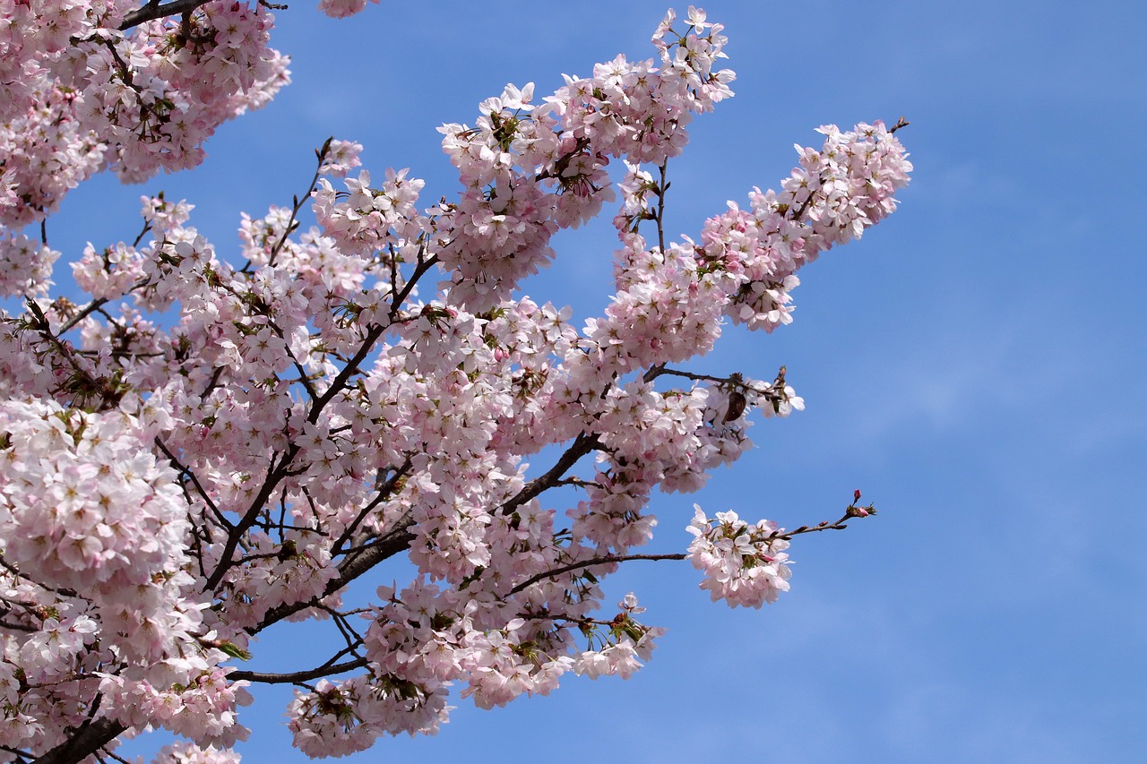 cherry blossom  cherry tree  spring free photo