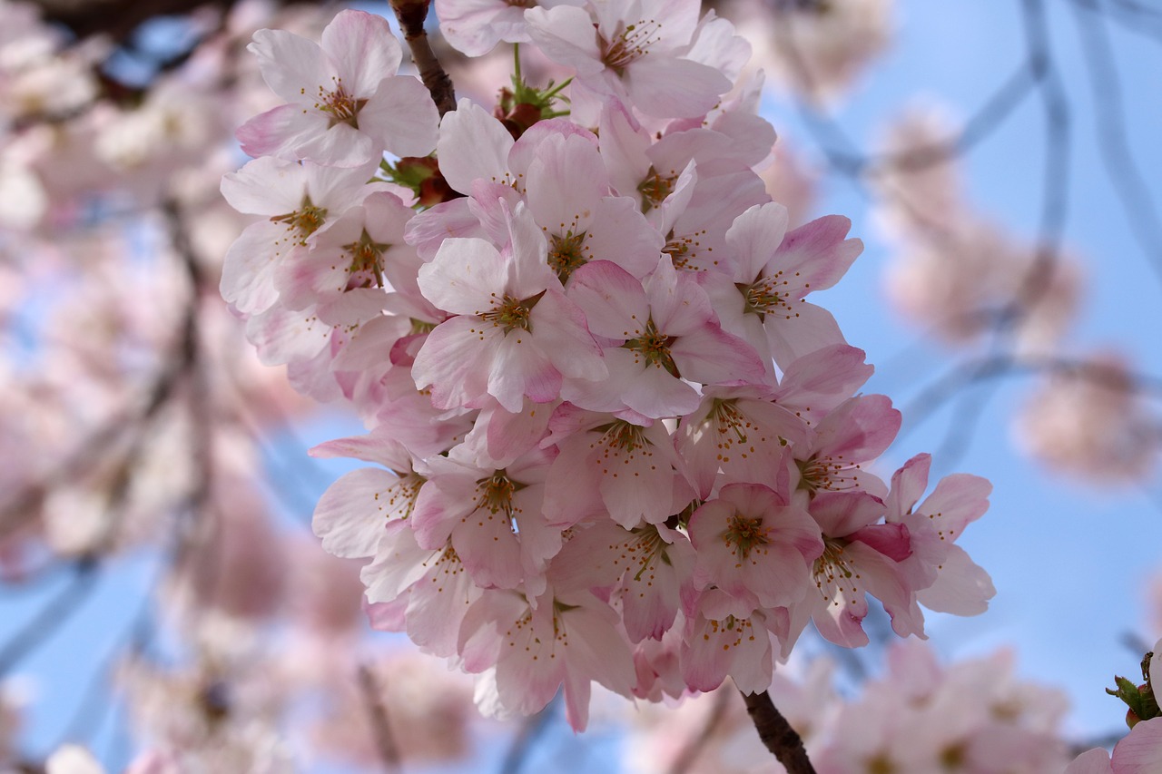 cherry blossom  cherry tree  spring free photo