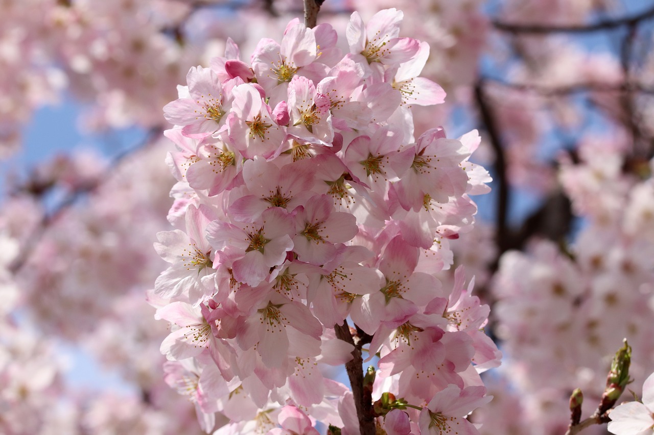 cherry blossom  cherry tree  spring free photo