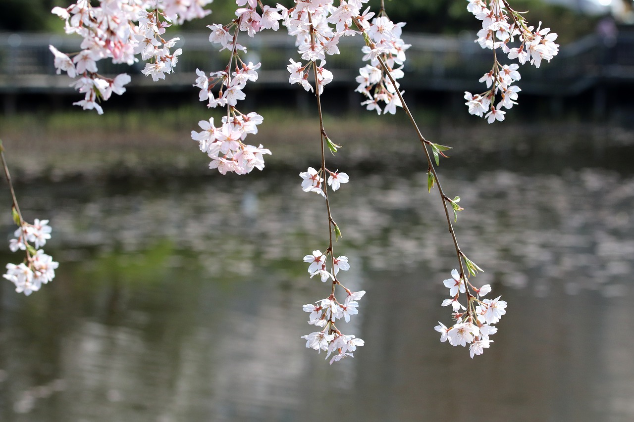 cherry blossom  cherry tree  spring free photo