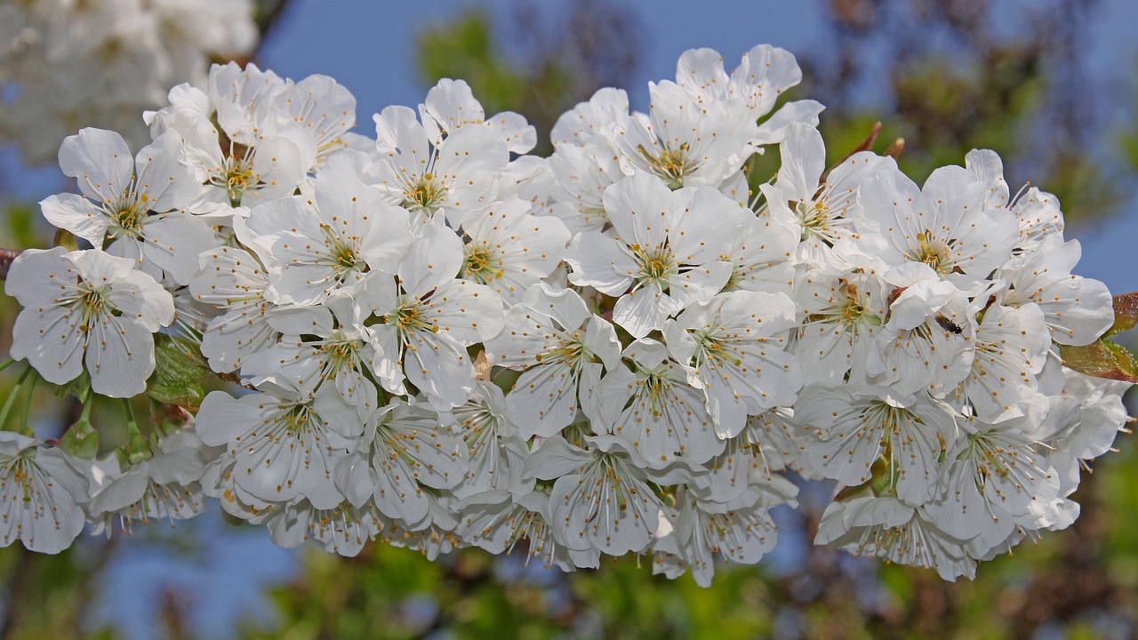 cherry blossom  flowers  spring free photo