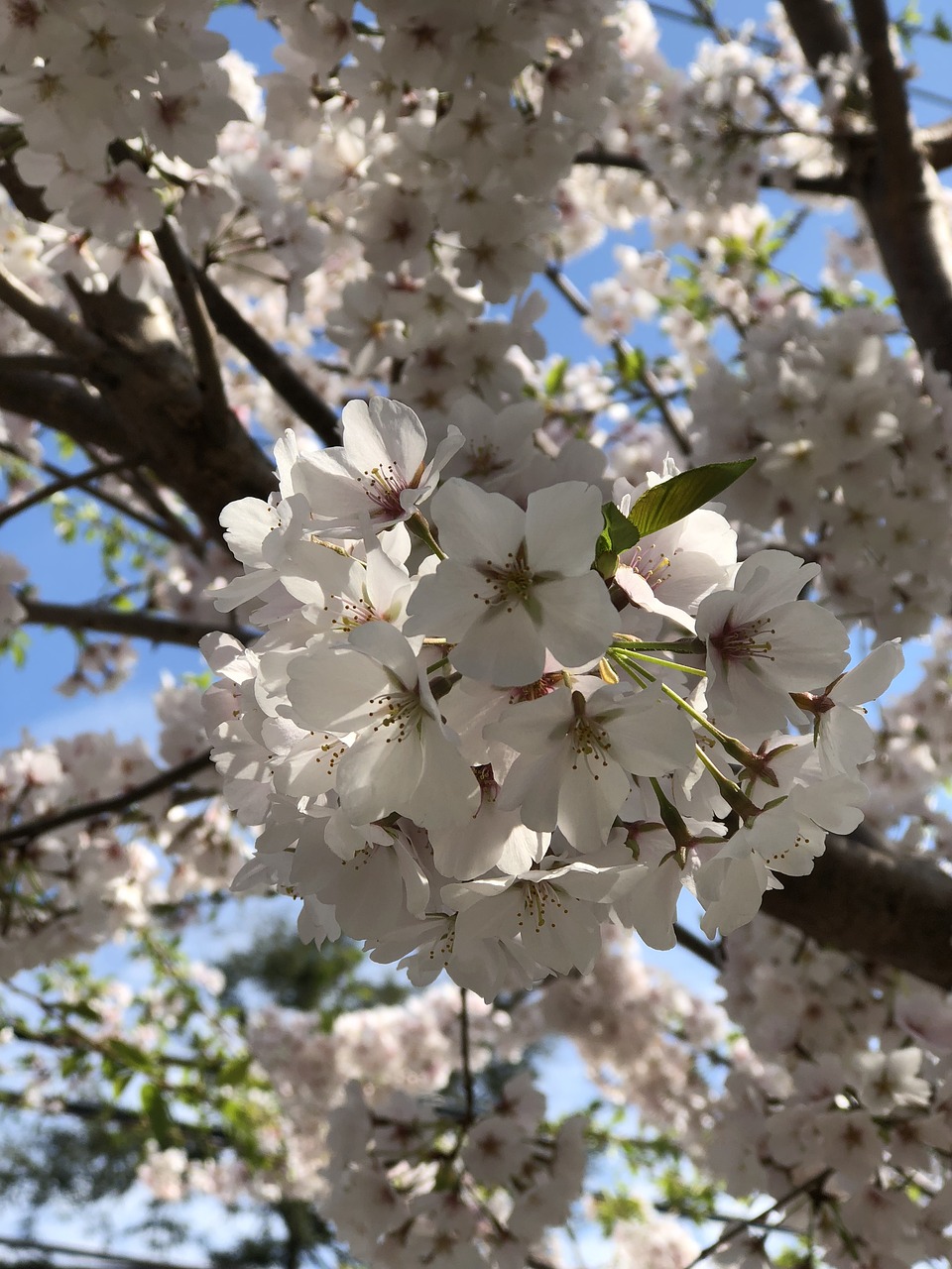 cherry blossom  dc cherry blossom  spring free photo