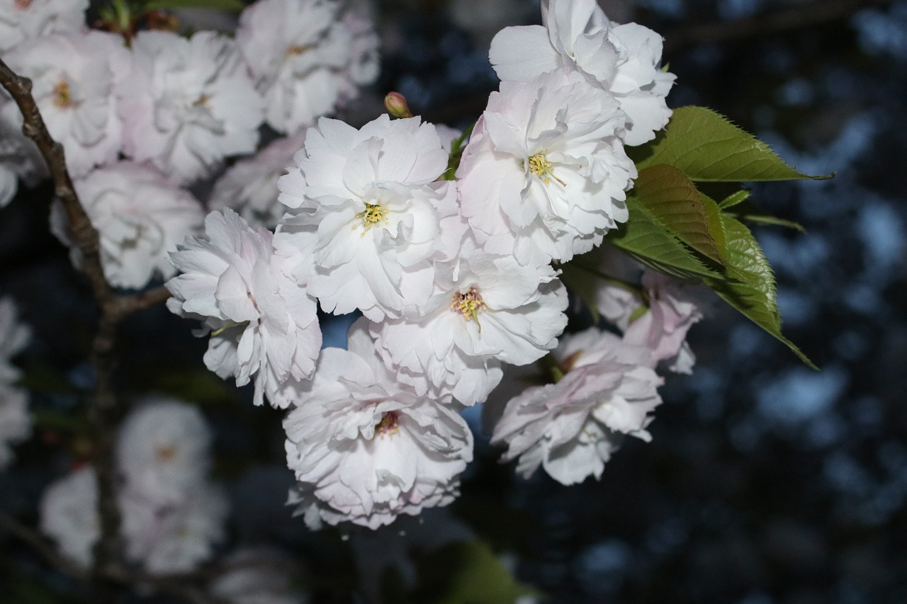 cherry blossom  japan  sakura free photo