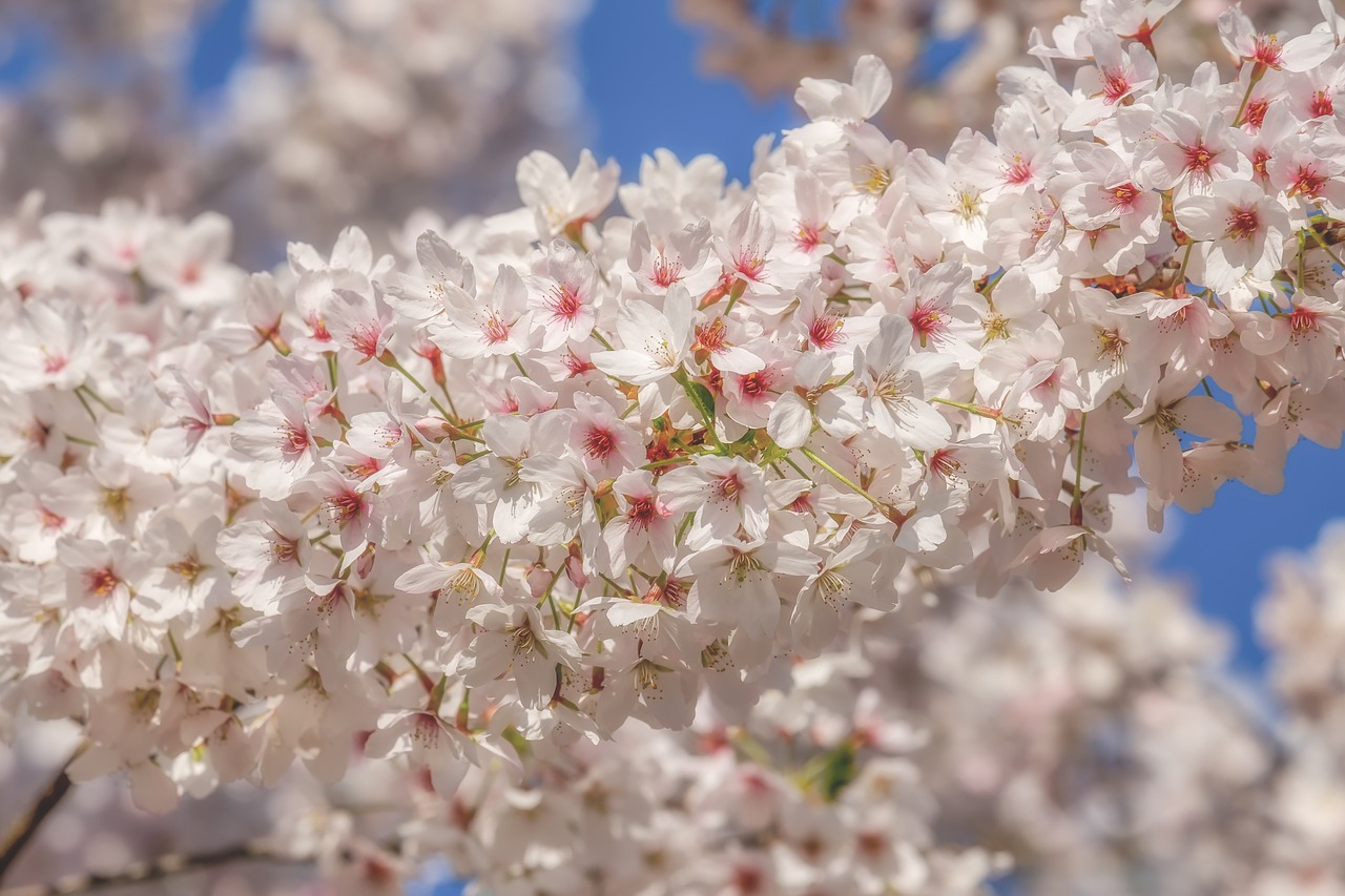 cherry blossom  tree  spring free photo