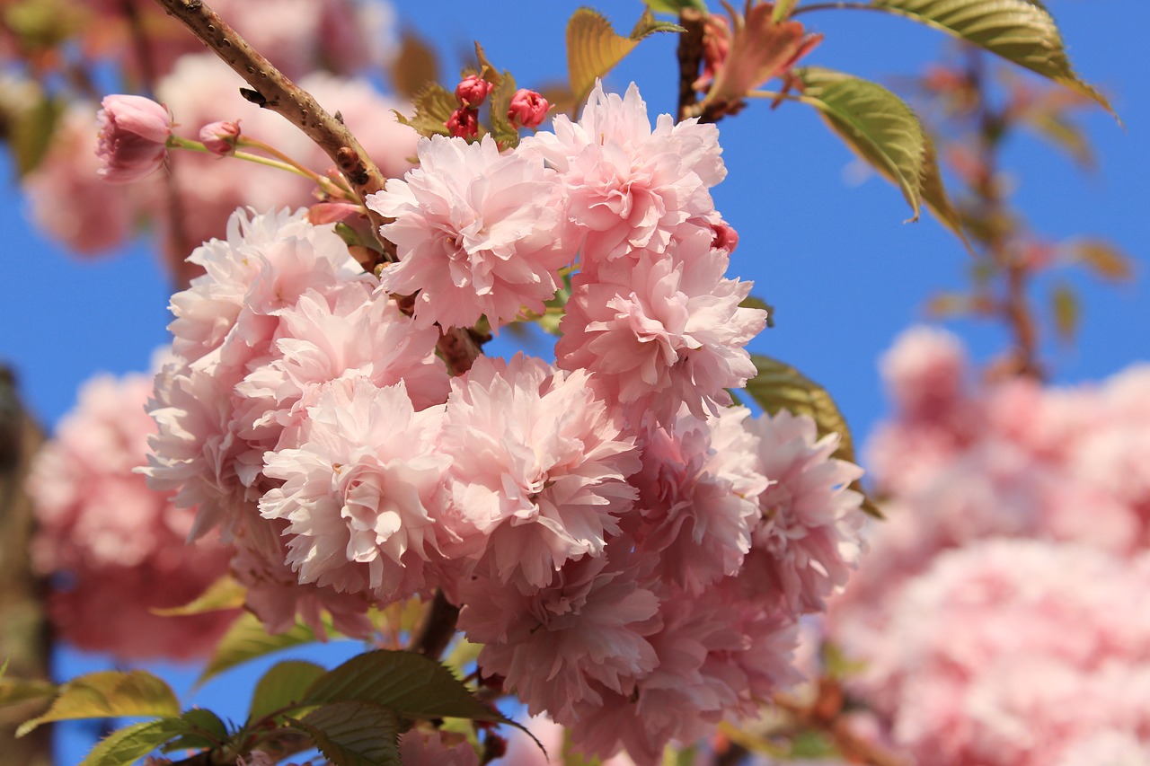 cherry blossom  japanese cherry  smell free photo