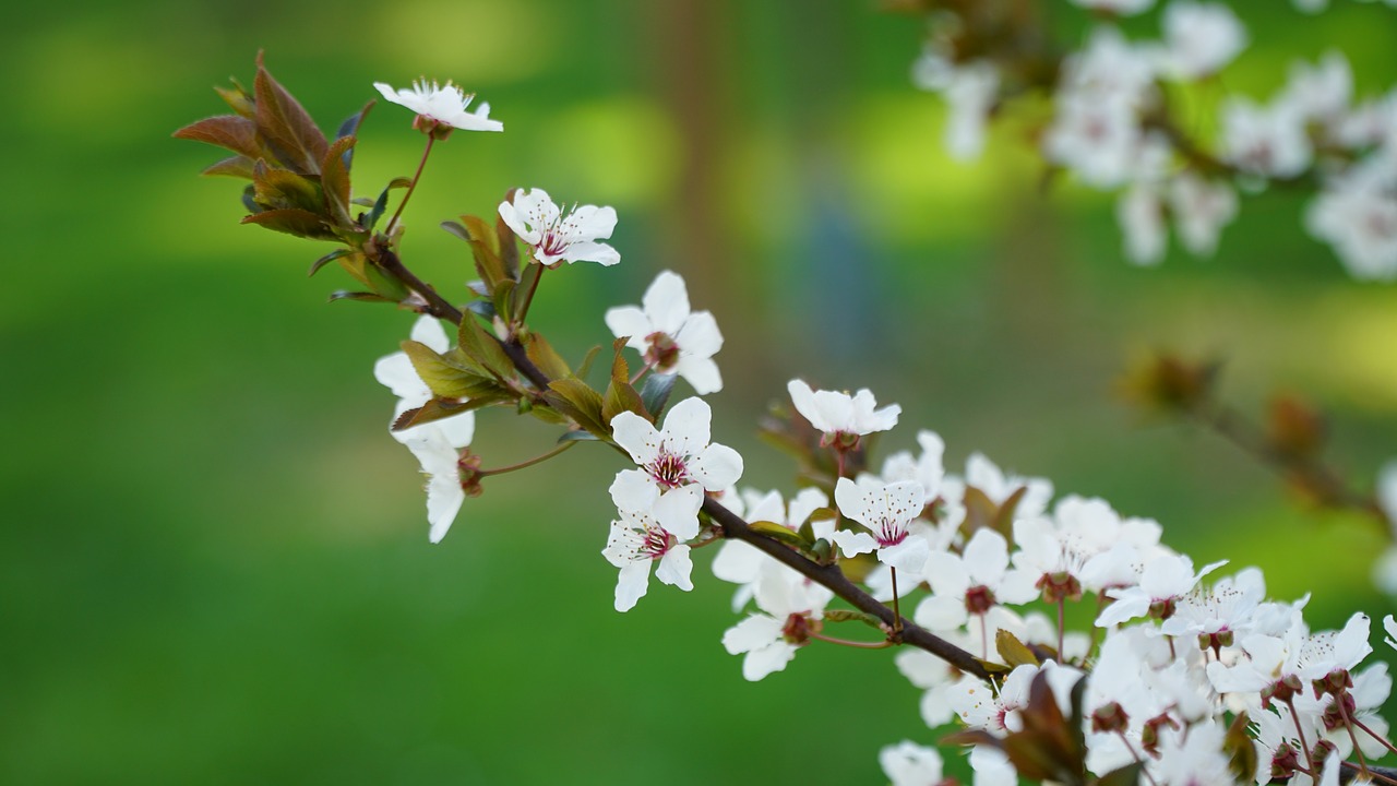 cherry blossom  spring  flowering free photo