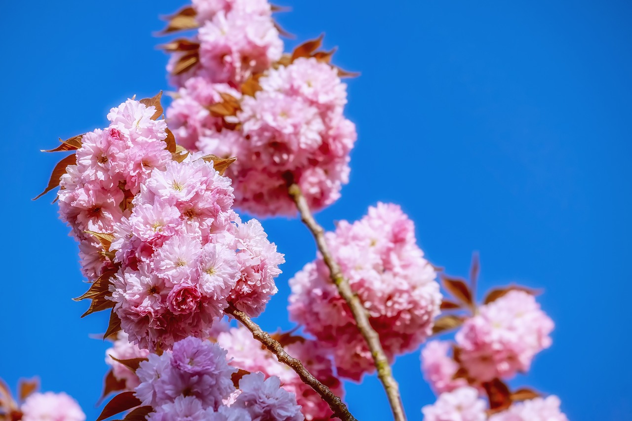 cherry blossom  japanese cherry  smell free photo